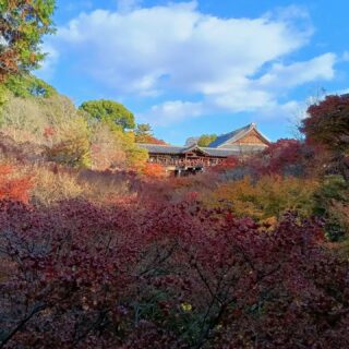Il Tofukuji, antichissimo tempio Zen risalente al 1236, è particolarmente rinomato per il suo Tsutenkyo, un ponte che si estende su una valle di aceri, che diventa spettacolare con i colori dell'autunno. Oggi anche il cielo era azzurrissimo e ha dato il suo contributo a rendere la visita davvero emozionante.