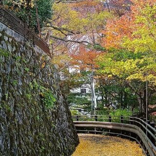 Anche oggi, mentre la natura ha continuato a dare il meglio di sé, alcune opere mi hanno intrattenuto, altre divertito, altre (soprattutto le installazioni notturne) emozionato, ma di certo lo spettacolo più bello del Monte Rokko è la magnifica vista sulla baia di Kobe, che non a caso è considerata uno dei 3 panorami notturni più belli del Giappone. Anche quest'anno grazie a "Rokko Meets Art".
#kyototravel #LoveKyoto #KyotoJapan
#rokkomeetsart2021
#kikkakoalajp